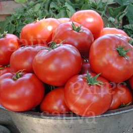 Semi di Pomodoro Legend - 25 Semi - 3