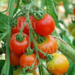 Semi di Pomodoro Matina - 25 Semi - 3