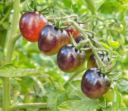 Semi di Pomodoro Nero di Crimea Bio - 4
