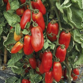 Semi di Pomodoro Pelato San Marzano 2 - 2