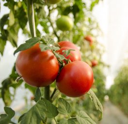 Semi di Pomodoro Rosa di Berna Bio - 3