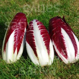 Semi di Radicchio Bio - Treviso 206 TT - 3