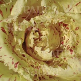 Semi di Radicchio Castelfranco Fenice - 3