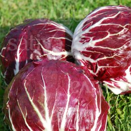 Semi di Radicchio Chioggia Zeus Tt - 3