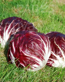Semi di Radicchio Palla Rossa Bio - Chioggia - 506 TT - 3