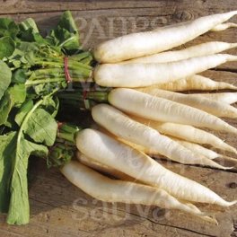 Semi di Rafano Daikon - 3