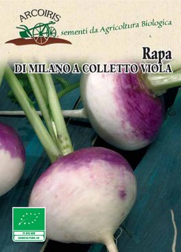 Semi di Rapa di Milano Colletto Viola - 8 gr - BU043