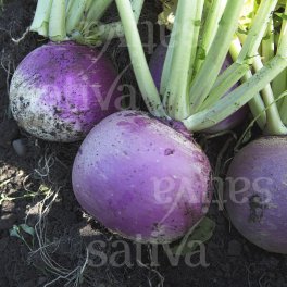 Semi di Rapa Tonda a Colletto Viola Navone - 3