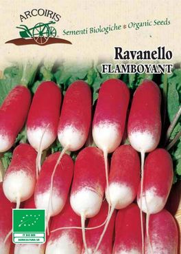 Semi di Ravanello Flamboyant - 4 gr - BU057