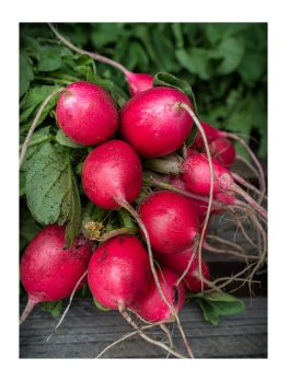 Semi di Ravanello Saxa 2 Bio - 2