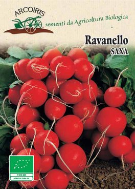 Semi di Ravanello Saxa 2 Bio - 1