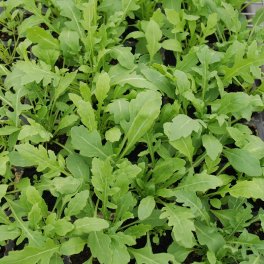 Semi di Rucola Annuale - 5 Dischetti  - kr42s - 2