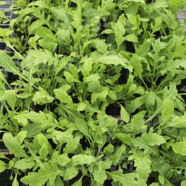 Semi di Rucola Perenne - 3