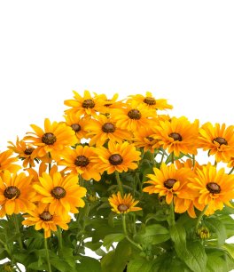 Semi di Rudbeckia Hirta Bio - 4
