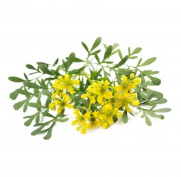Semi di Ruta Demeter Graveolens Bio - 1