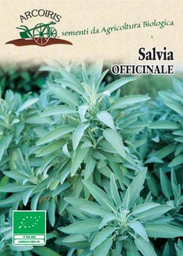 Semi di Salvia Officinale - 3 Gr - BU042