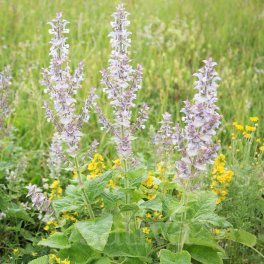 Semi di Salvia Sclarea - 3