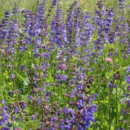 Semi di Salvia Selvatica - 1