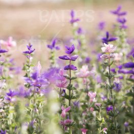 Semi di Salvia Verde - 3