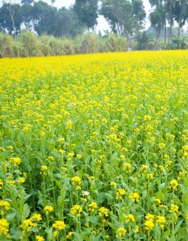 Semi di Senape Bianca Bio - 2