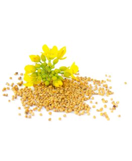 Semi di Senape Bianca Bio - 1