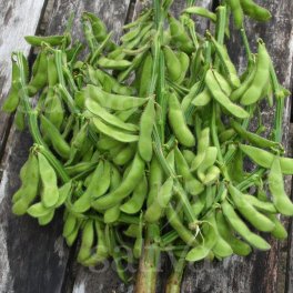 Semi di Soia Edamame Bio -  Green Shell - 3