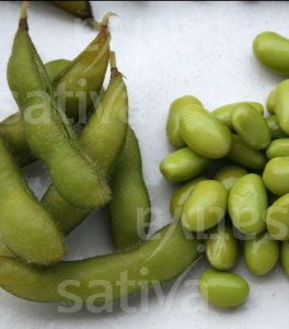 Semi di Soia Edamame Bio - Hokkai Green - 3