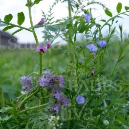 Semi di Sovescio Astera - 3