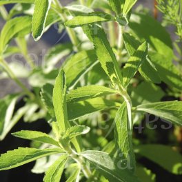 Semi di Stevia - 25 Semi - 3