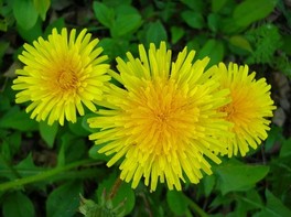 Semi di Tarassaco - 1 g