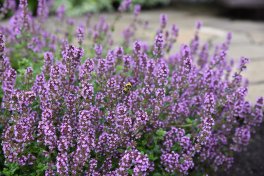 Semi di Timo Serpillo - Thymus - 2