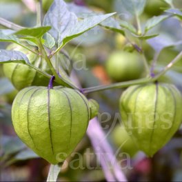 Semi di Tomatillo Purple - 3