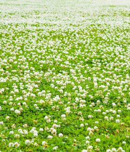 Semi di Trifolium Repens - Trifoglio Hebe - 3
