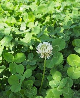 Semi di Trifolium Repens - Trifoglio Hebe - 2