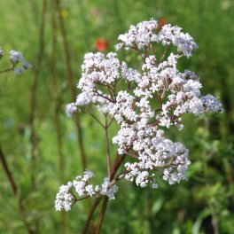 Semi di Valeriana - 2