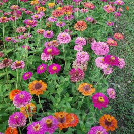 Semi di Zinnia - 3