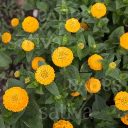 Semi di Zinnia Liliput Kanariengelb - 3