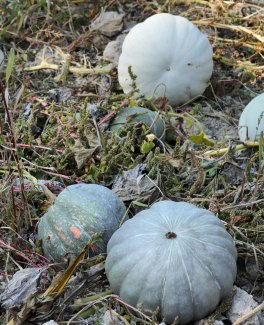 Semi di Zucca Beretta Piacentina Bio - 4