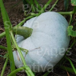 Semi di Zucca Bio - Blu d'Ungheria - 3
