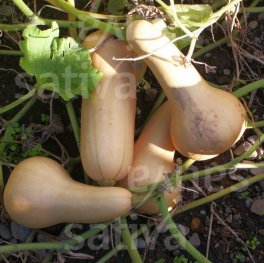 Semi di Zucca Bio - Butternut - 3