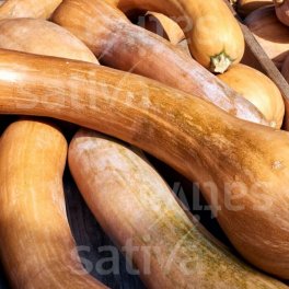 Semi di Zucca Bio - Lunga di Nizza - 3