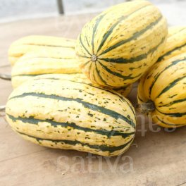 Semi di Zucca - Bush Delicata - 3