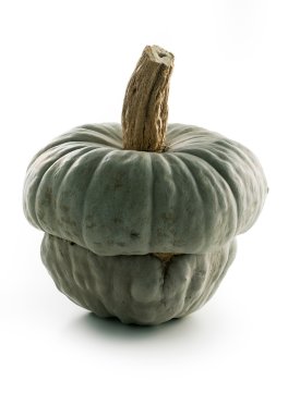 Semi di Zucca Cappello da Prete Reggiana Bio - 1