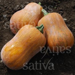 Semi di Zucca - Honeynut - 3