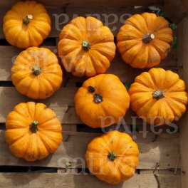 Semi di Zucca - Jack Be Little - 3
