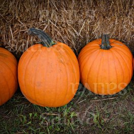 Semi di Zucca - Jack O' Lantern - 3