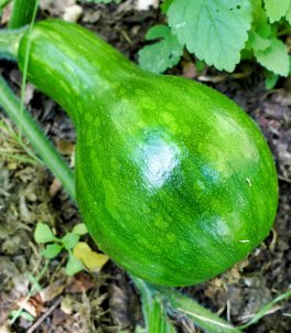 Semi di Zucca Lunga di Napoli Bio - 4