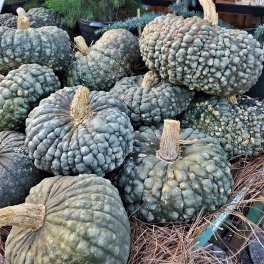 Semi di Zucca Marina di Chioggia - 2