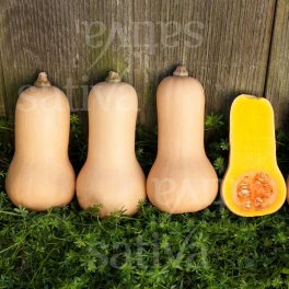 Semi di Zucca - Nutterbutter - 3