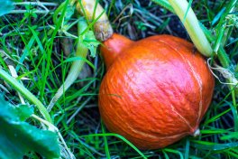 Semi di Zucca Red Kury - 3